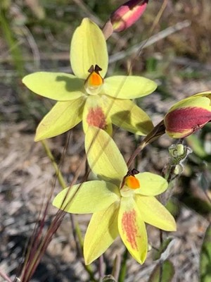 Wildflowers - Philippine Ground orchid